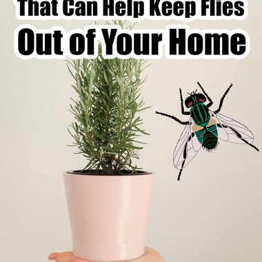 10 House Plants That Can Help Keep Flies Out of Your Home