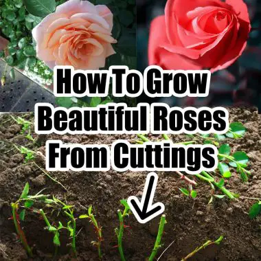 How To Grow Beautiful Roses From Cuttings