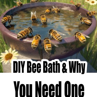 DIY Bee Bath & Why You Need One