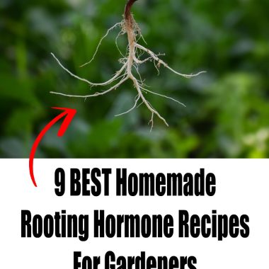 9 Homemade Rooting Hormone Recipes For Gardeners