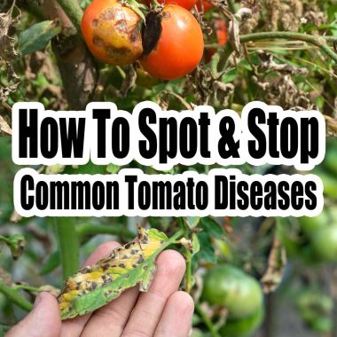 How To Spot & Stop Common Tomato Diseases