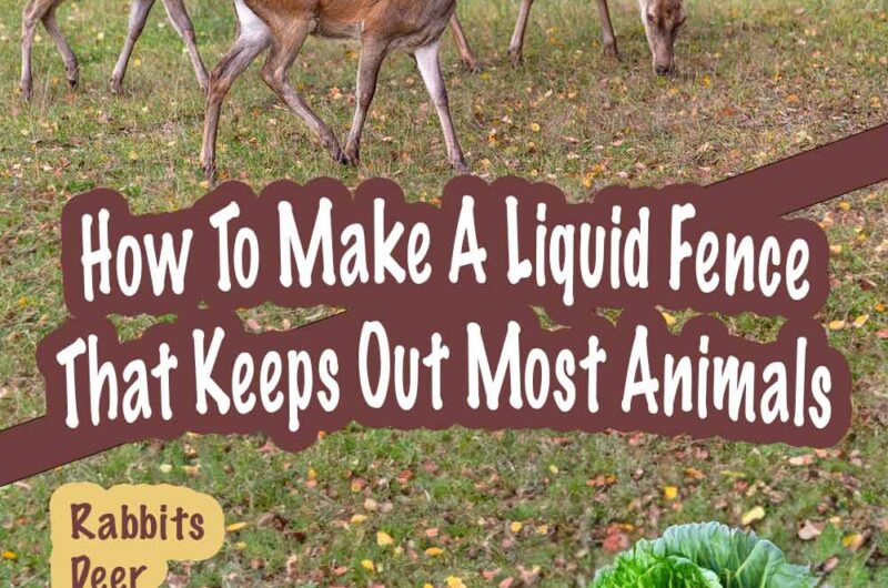 How To Make A Liquid Fence That Keeps Out Most Animals